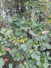 Quercus petraea