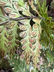 Asplenium insiticium
