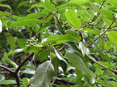 Dendropanax dentiger