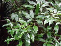 Dendropanax dentiger