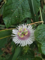 Passiflora vesicaria