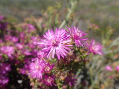 Drosanthemum asperulum