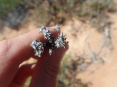 Drosanthemum asperulum