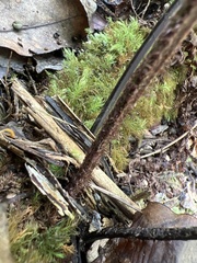 Asplenium insiticium