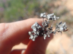 Drosanthemum asperulum