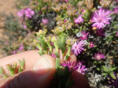 Drosanthemum asperulum