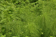 Equisetum telmateia telmateia