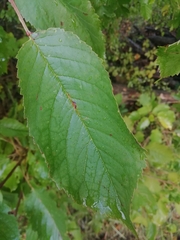 Prunus avium