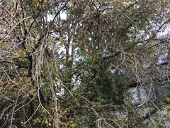 Prunus amygdalus