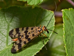 Panorpa meridionalis