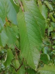 Prunus avium