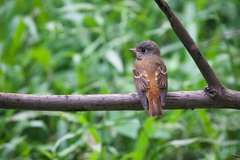 Muscicapa ferruginea
