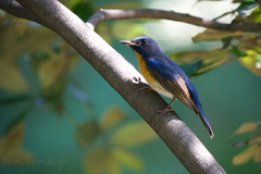 Cyornis glaucicomans