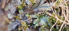 Marchantia polymorpha polymorpha