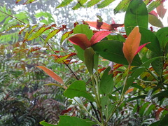 Aidia cochinchinensis