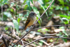 Muscicapa ferruginea