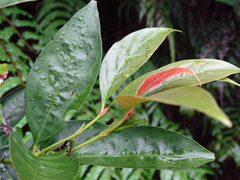 Aidia cochinchinensis