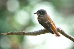 Muscicapa ferruginea
