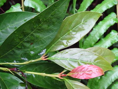 Aidia cochinchinensis