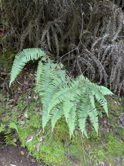 Sticherus owhyhensis