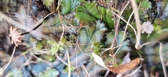 Marchantia polymorpha polymorpha