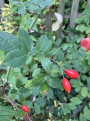 Rosa canina