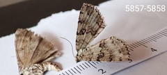 Ascotis fortunata