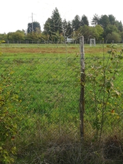 Asparagus officinalis