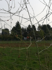 Asparagus officinalis