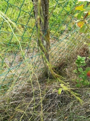 Asparagus officinalis