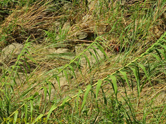 Phragmites karka