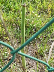 Asparagus officinalis