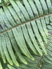 Sticherus owhyhensis