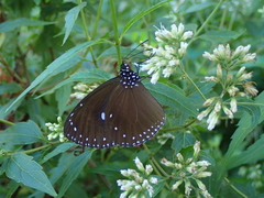 Euploea tulliolus koxinga