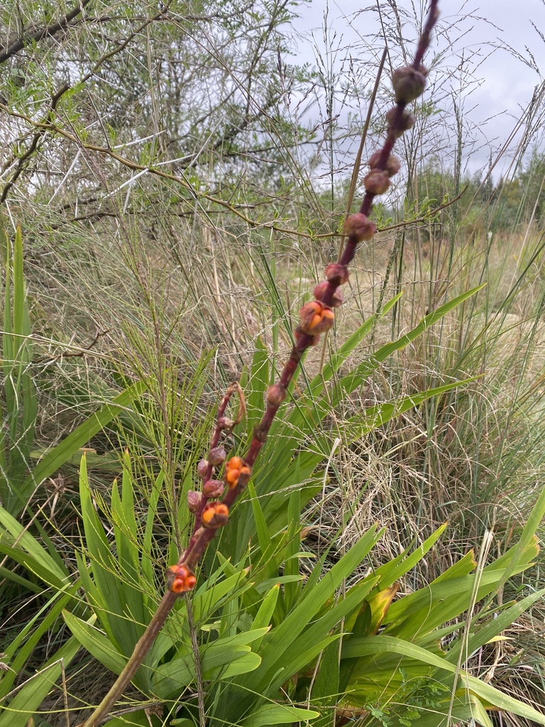 Chasmanthe floribunda, Drakenstein, Paarl, WC, ZA, by sgplantsanimalsinsects