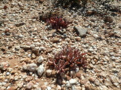 Brianhuntleya intrusa