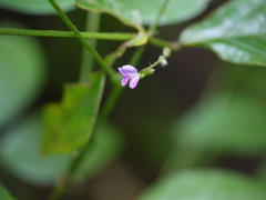 Teramnus labialis