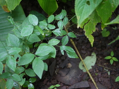 Teramnus labialis