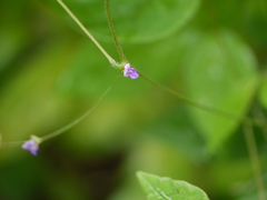 Teramnus labialis