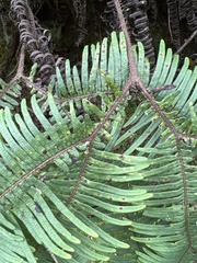 Sticherus owhyhensis