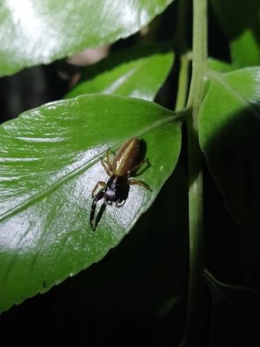 Photo of Black-headed Jumping Spider (Trite planiceps)