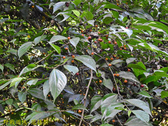 Ficus irisana