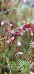 Polytrichum juniperinum