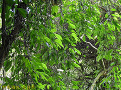 Rhaphidophora hongkongensis