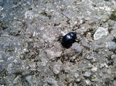 Phelotrupes formosanus