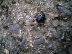 Phelotrupes formosanus