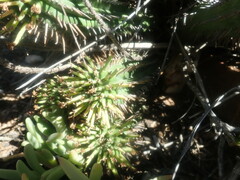 Euphorbia nesemannii