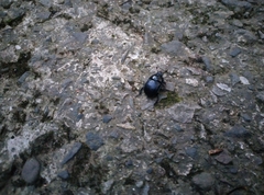 Phelotrupes formosanus