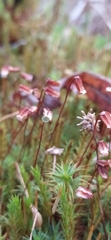 Polytrichum juniperinum