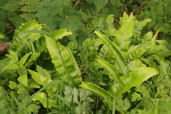 Asplenium scolopendrium scolopendrium
